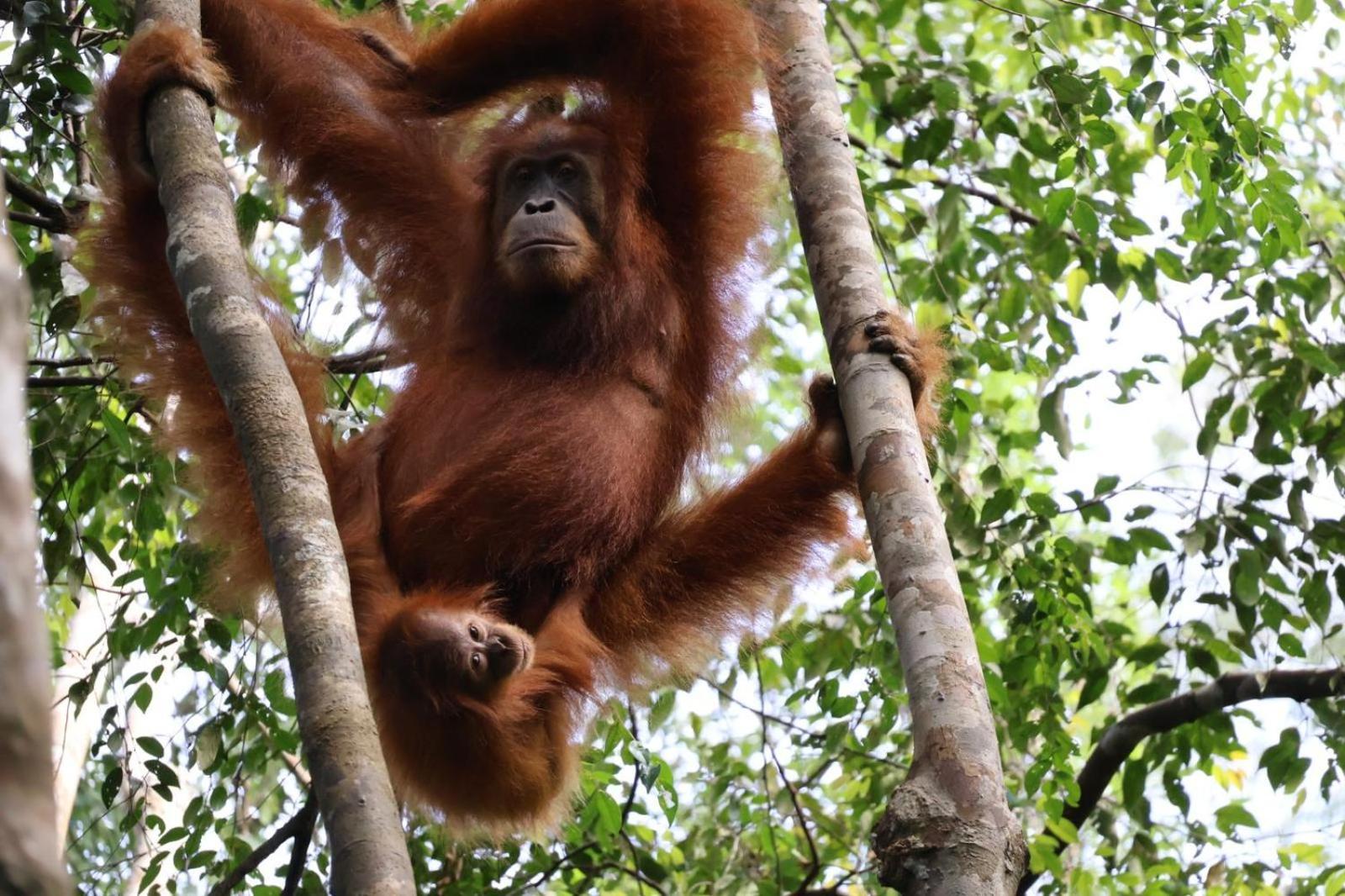 Sama Sama Homestay & Trekking Only Stay Here Book Trekking And Transport With Us Bukit Lawang Exterior foto