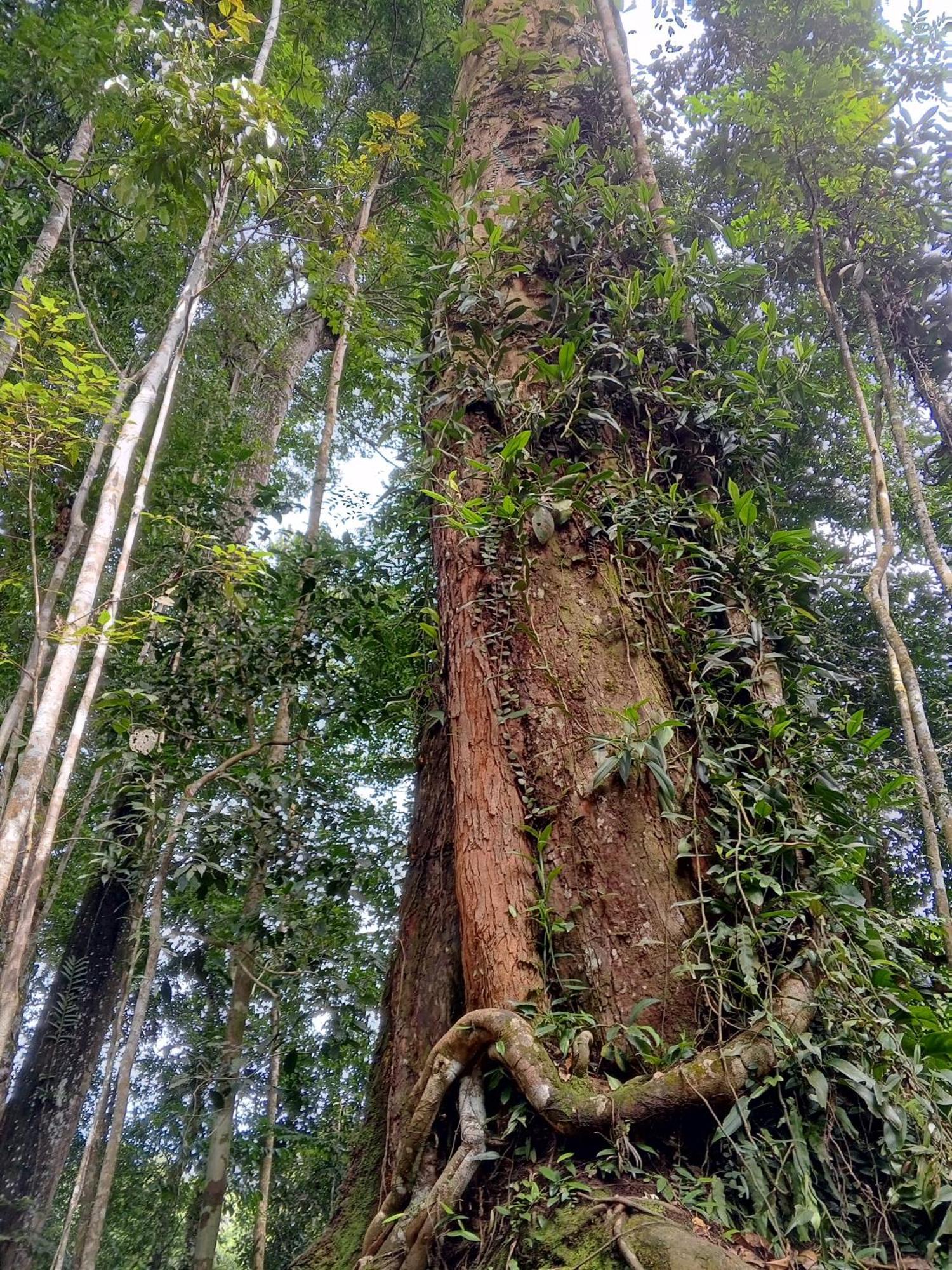 Sama Sama Homestay & Trekking Only Stay Here Book Trekking And Transport With Us Bukit Lawang Exterior foto