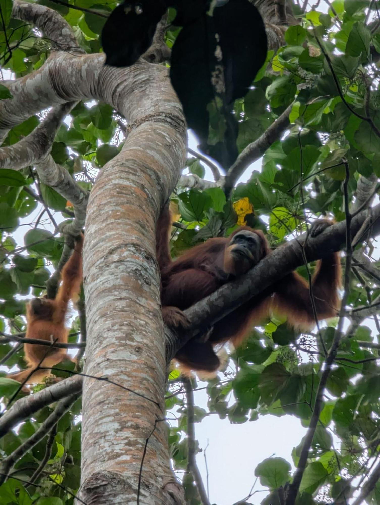 Sama Sama Homestay & Trekking Only Stay Here Book Trekking And Transport With Us Bukit Lawang Exterior foto