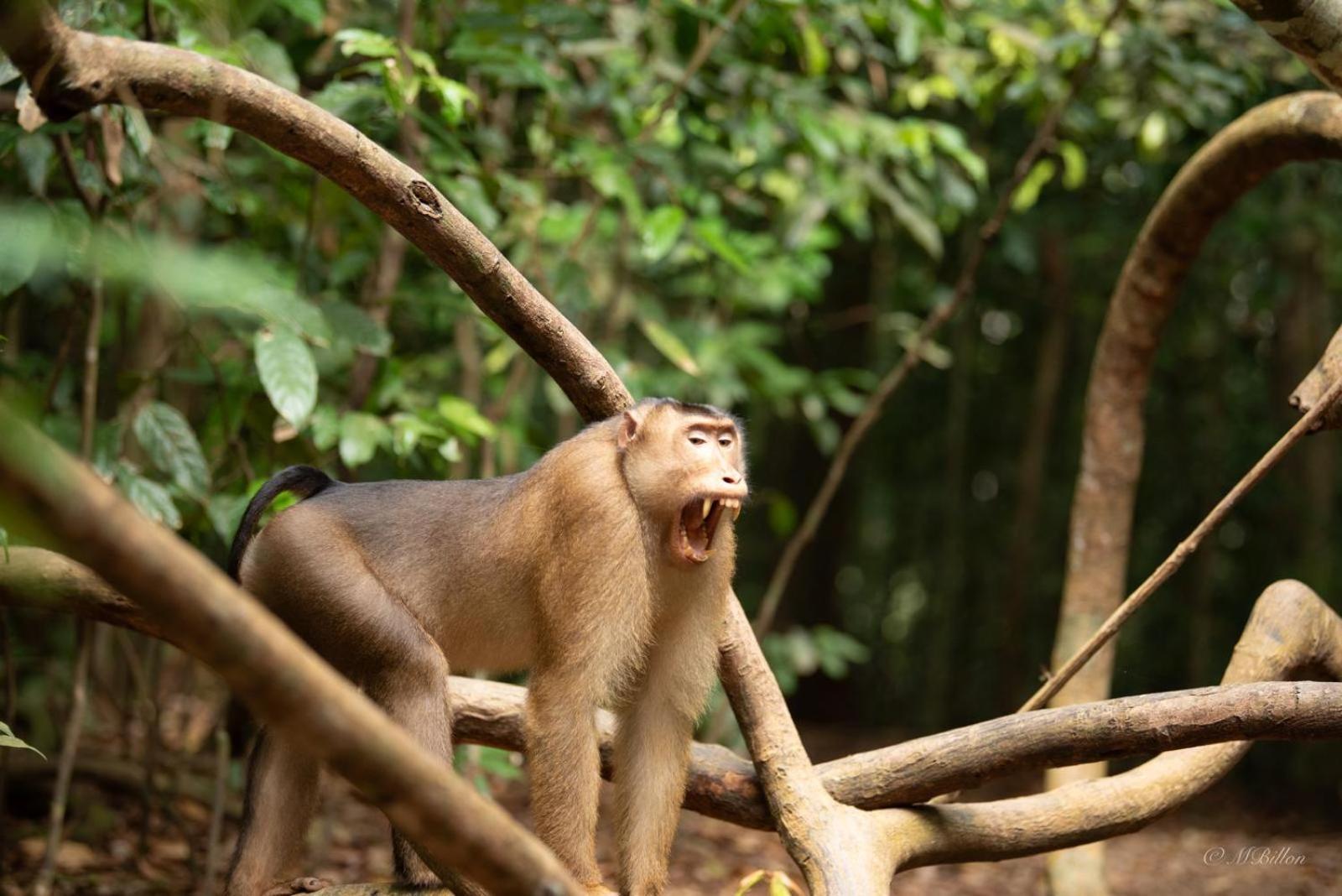 Sama Sama Homestay & Trekking Only Stay Here Book Trekking And Transport With Us Bukit Lawang Exterior foto